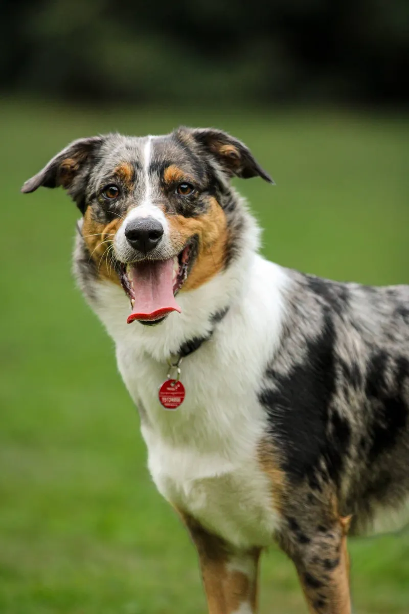 Hunde & Tiere: „Plau Hundespielplatz – Dat Waldhus“, August 2026, Bild 1