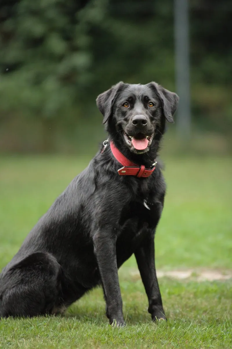 Hunde & Tiere: „Plau Hundespielplatz – Dat Waldhus“, August 2026, Bild 3