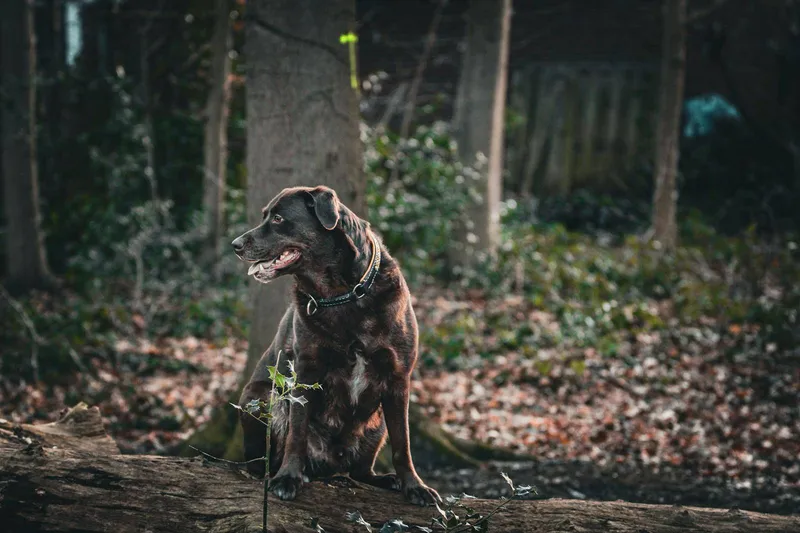 Hunde & Tiere: „Hunderunde mit Labrador Paco“, Februar 2026, Bild 3
