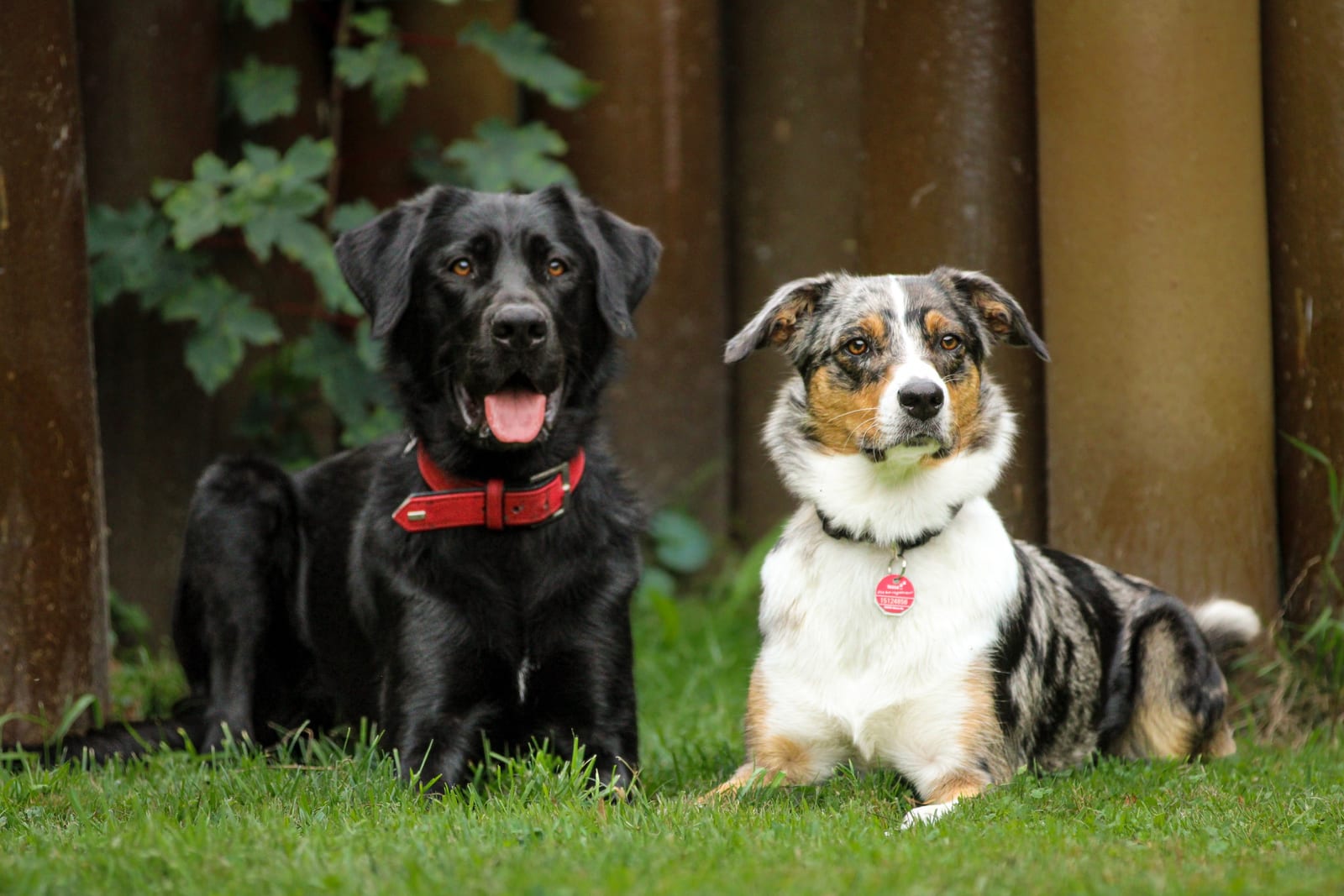 Zwei Hunde sitzen nebeneinander auf einer Wiese und schauen in dieselbe Richtung