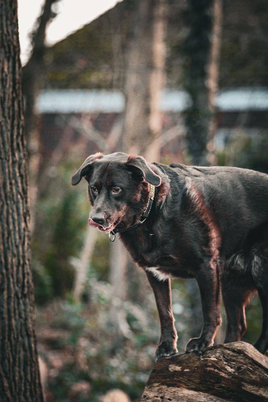 Schwarzer Hund und Australian Shepherd liegen nebeneinander im Gras vor einer rostigen Wand